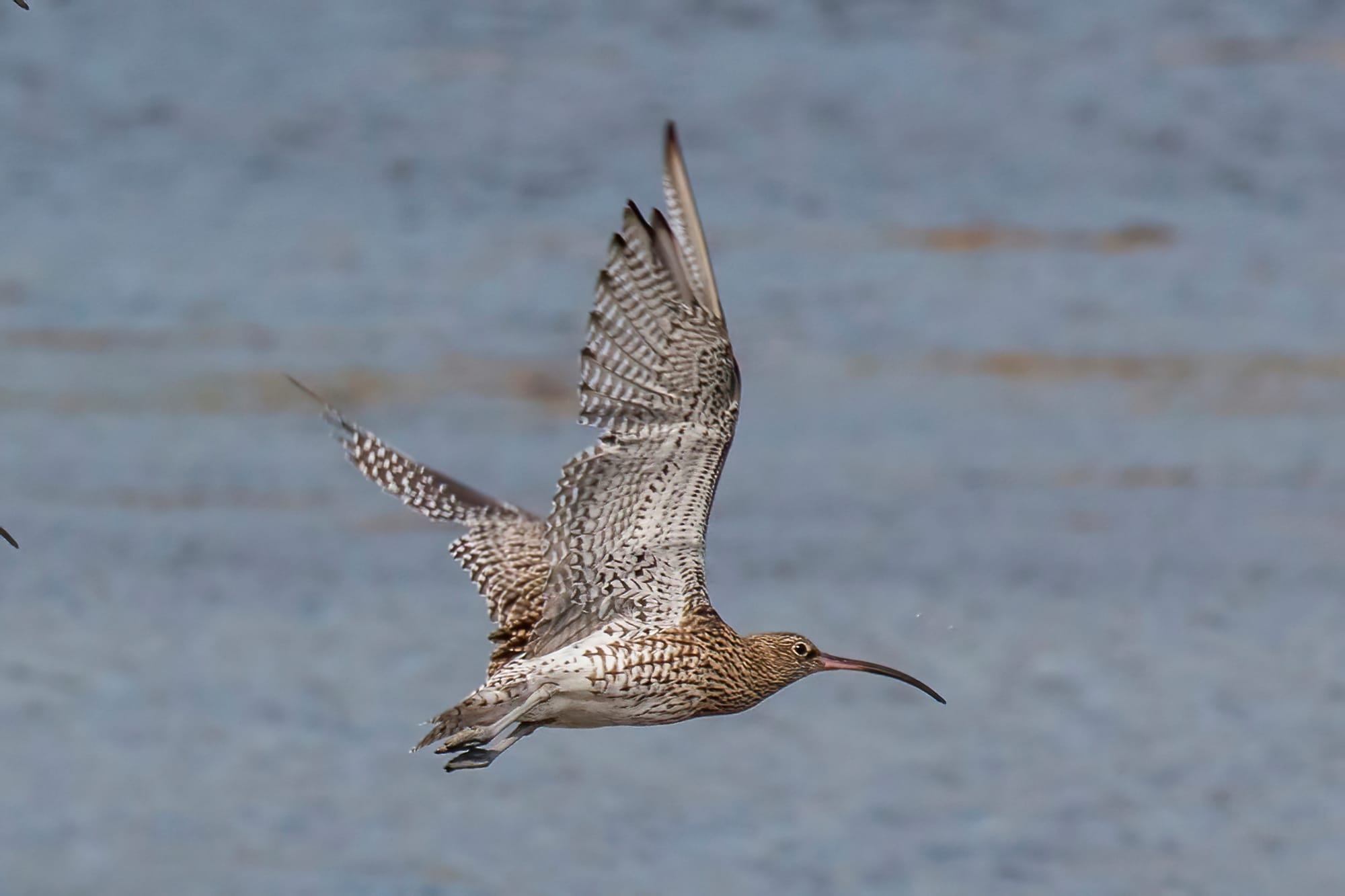 Numenius arquata, the Eurasian curlew, in flight