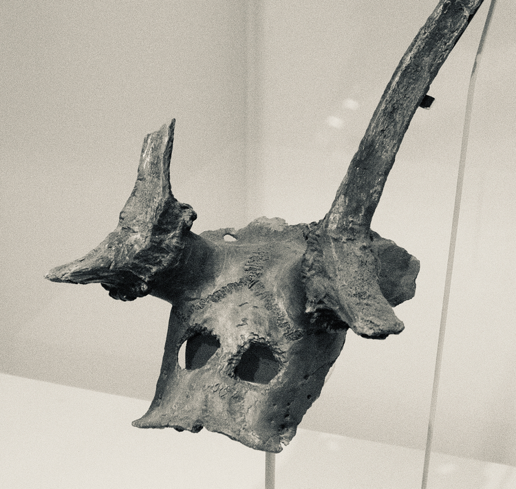 Star Carr antler mask, Cambridge Museum of Archaeology and Anthropology